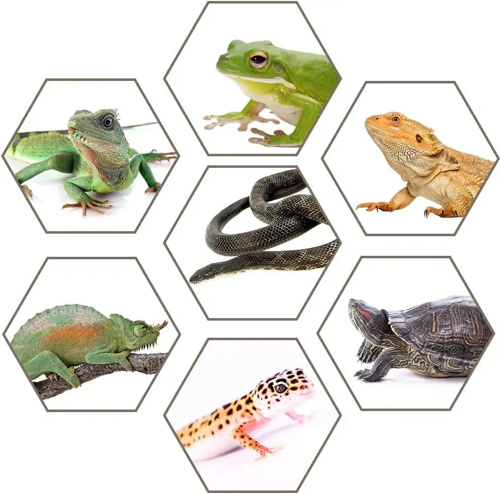 Stackable Reptile Plastic Ventilated Box Small Breeding Box for Tarantulas Hermit Crabs